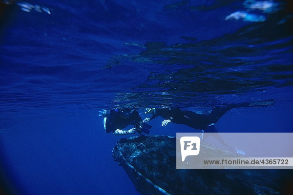 Underwater view of people snorkeling w/humpback whale in ocean Dominican Republic