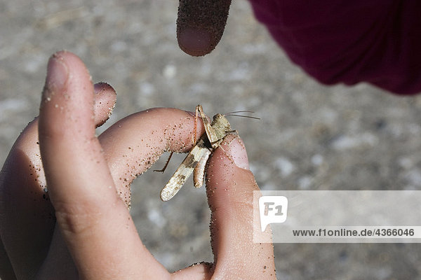 Close up of young girl holding and examining a grasshopper at Bruneau Sand Dunes State Park  Idaho Summer