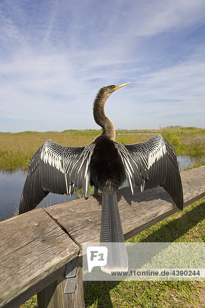 anhinga  Vogel  Wendehals  Spur  Everglades  Sumpfgebiet  Florida  USA  Tiere  Flügel  Federn  geschützt  Schutzgebiet  Vereinig