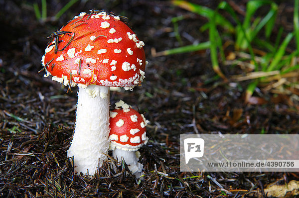 Switzerland  mushroom  fly agaric  forest  autumn