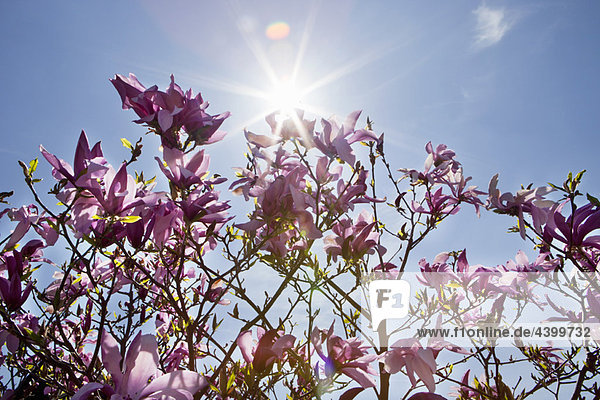 Magnolienpflanze mit violetten Blüten