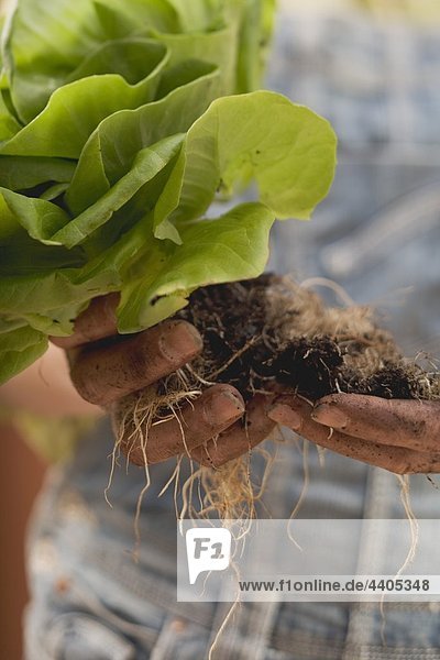 Hands holding lettuce plant with roots and soil