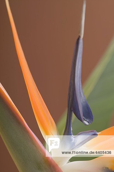 Strelitzia (Paradiesvogel Blume)