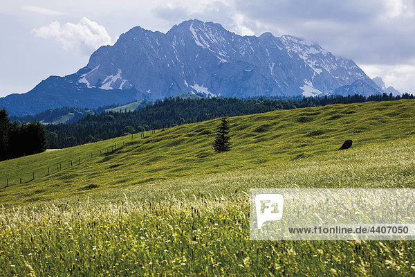 Deutschland  Bayern  Blick auf Buckelwiese mit Karwendelgebirge im Hintergrund