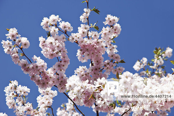 Germany  Japanese cherry tree