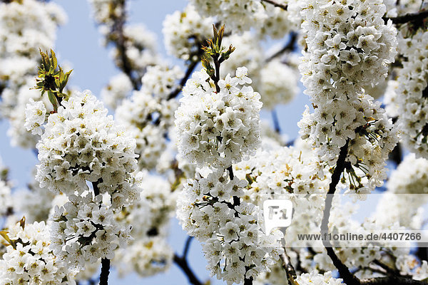Germany  Flowering cherry tree