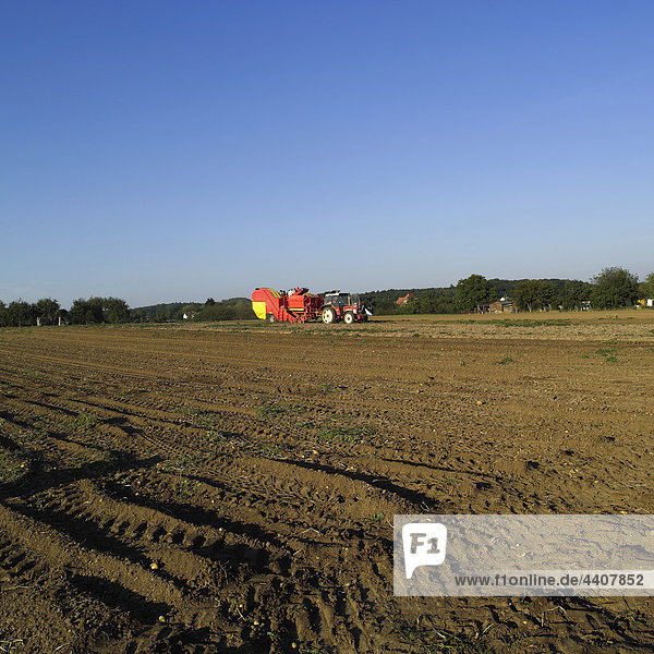 Deutschland  Hessen  Kartoffeln im Feld mit Mähdrescher im Hintergrund