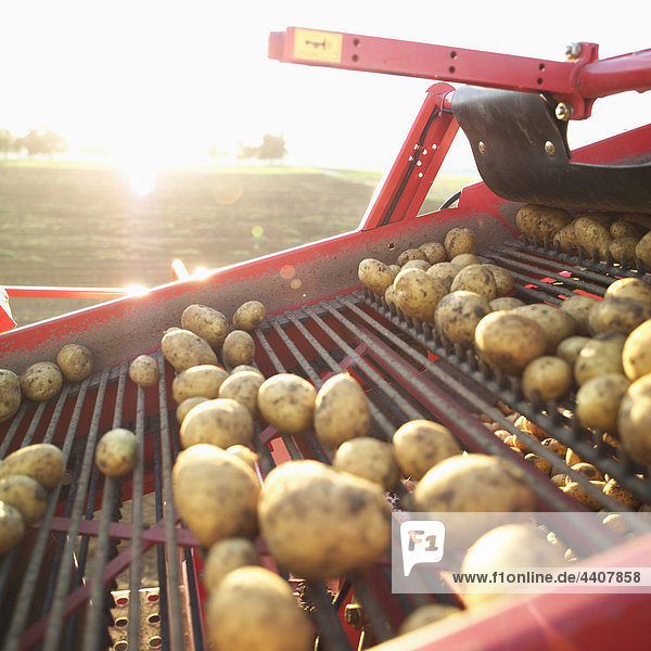 Deutschland  Hessen  Mähdrescher beim Verladen von Kartoffeln