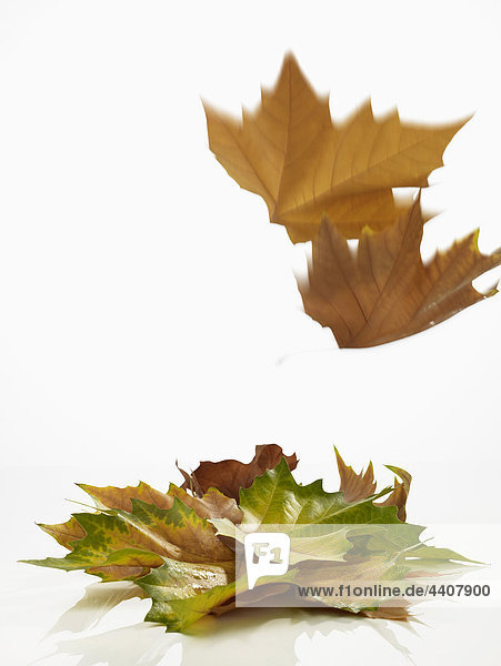 Nahaufnahme des Herbstblattes auf weißem Hintergrund