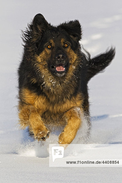 Germany  Bavaria  Hovawart mix dog running in snow