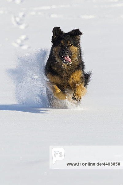 Deutschland  Bayern  Hovawart Mix Hund läuft im Schnee