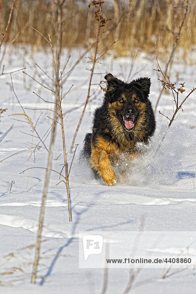 Deutschland  Bayern  Hovawart Mix Hund läuft im Schnee