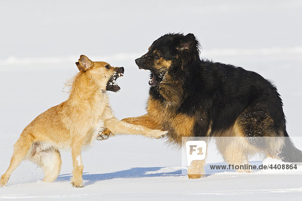 Germany  Bavaria  Dogs fighting on snow