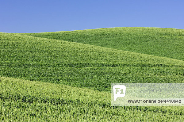 USA  Washington State  Blick auf das Weizenfeld