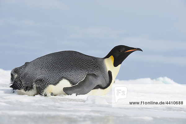 Antarctica  View of emperor penguin