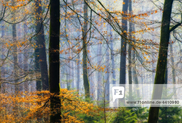 Deutschland  Bodensee  Schöne Herbstbäume im Wald