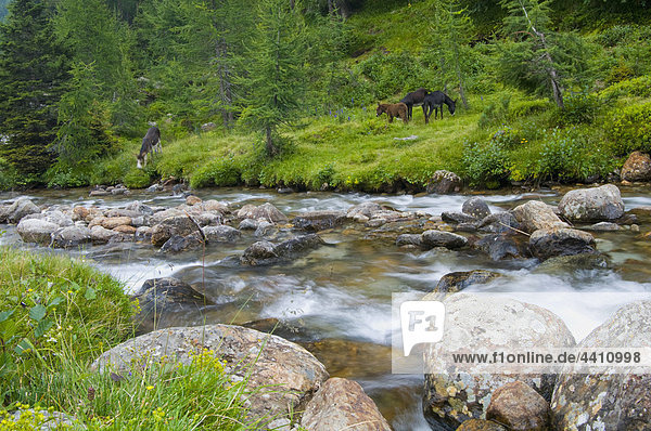 Italien  Südtirol  Ultental  Bach  fließendes Pferd beim Weiden in Bäumen