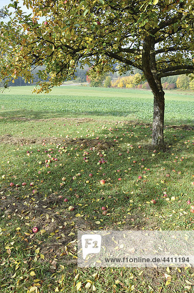 Deutschland  Nennslingen  Apfelbaum mit auf den Boden gefallenen Äpfeln