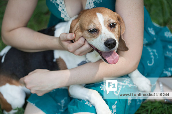 Beagle sitting on owner's lap