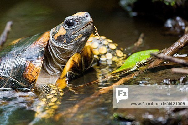 Schildkröten in Wasser