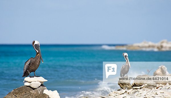 Braune Pelikane hocken auf Felsen am Strand
