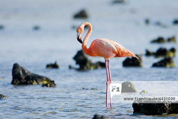 Flamingo Standing in Wasser