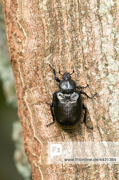 Käfer auf Baumrinde  Nahaufnahme