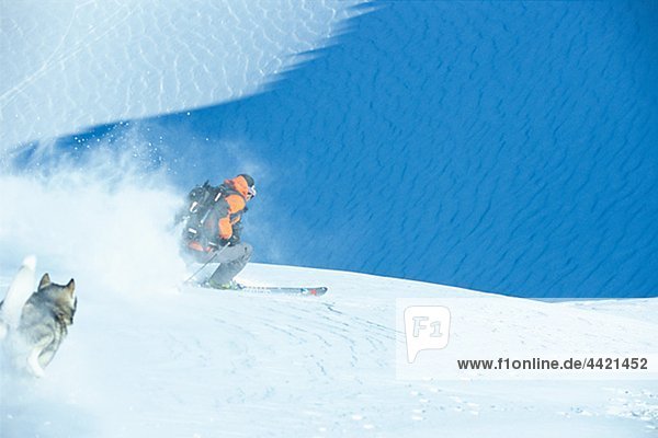 Husky ausgeführt bergab nach Skifahrer