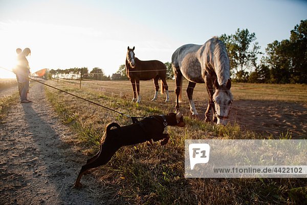 Pferd und Hund am Bauernhof