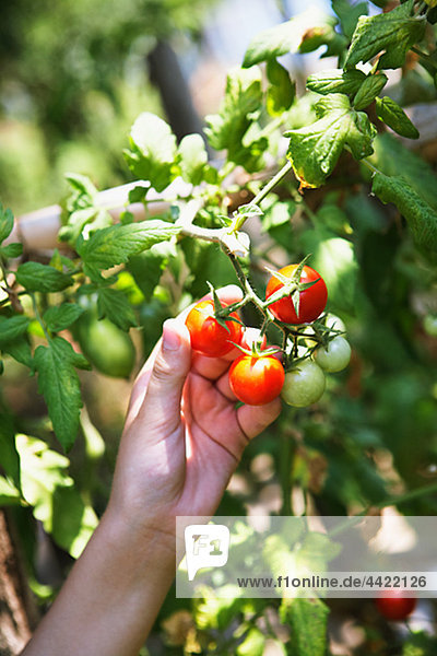 Menschliche Hand Kommissionierung Tomaten