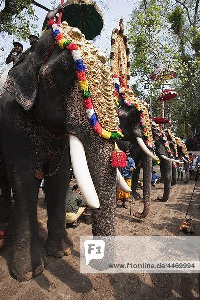 India  Kerala  Thrissur  Pooram festival  it is one of the biggest festivals in India where elephants are decorated magnificiently