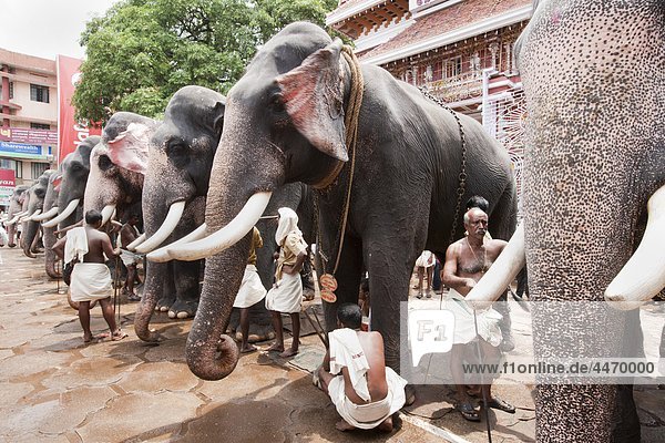 India  Kerala  Thrissur  Pooram festival  the mahaouts and their elephants waiting for dressing the animals for the festival