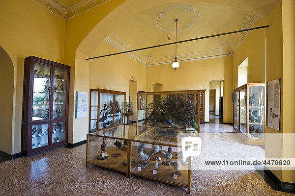 Lombardei  Lecco  Belgioioso Palace  Naturhistorisches museum