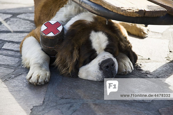 Bernhardinerhund mit am Boden liegendem Kolbenhalsband