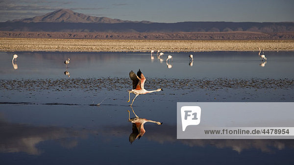 Flamingos an einem Salzsee  Salar de Atacama  Atacama-Wüste  Chile