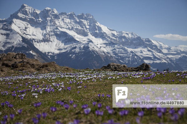 Dents du Midi  Landschaft  Morgins  Portes du Soleil  Schweiz  Wallis  Alpen  Blumen  Landschaft  Spring mountains