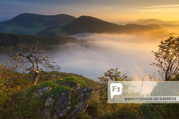 Hügel Steilküste Sonnenaufgang Wald Nebel Holz Aussichtspunkt sehen Schweiz Morgenstimmung