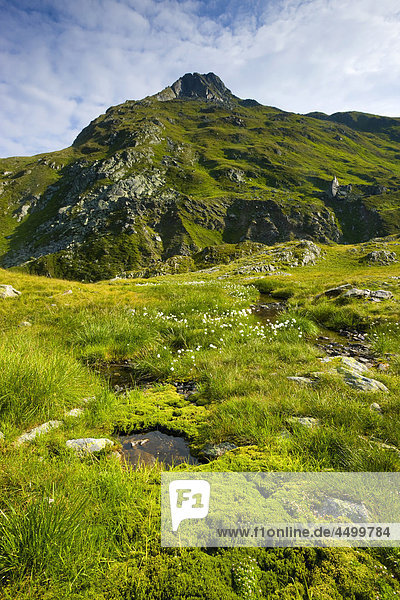 Nationalpark Planung Landschaft Pfütze Surselva Sumpf Hochebene Kanton Graubünden Wollgras Moos Schweiz