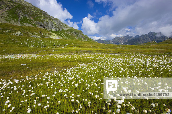 Nationalpark Planung Wolke Landschaft Surselva Sumpf Hochebene Kanton Graubünden Wollgras Schweiz