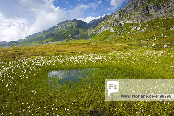 Nationalpark Berg Planung Landschaft Pfütze Surselva Sumpf Hochebene Kanton Graubünden Wollgras Schweiz