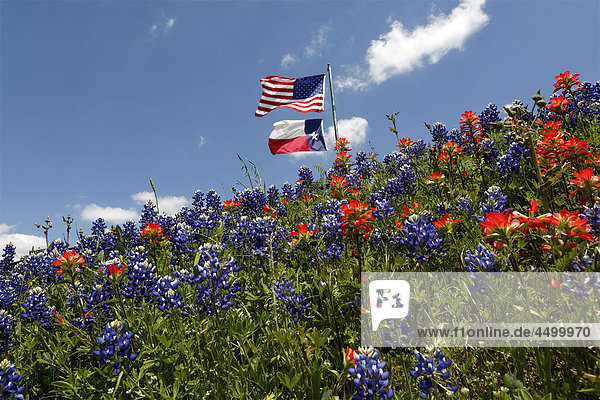 Ennis  Texas  USA  United States  America  female  blue bonnets  field  indian paintbrushes  paint brushes  flags