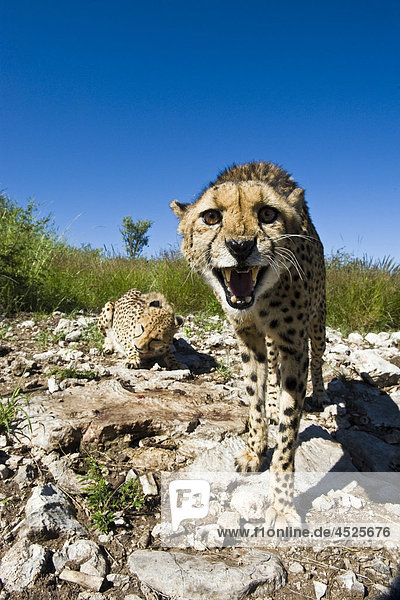 Weiblicher Gepard (Acinonyx jubatus) in Gefangenschaft auf einer Tierfarm in Otjiwarongo Namibia