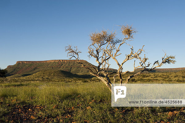 Landschaft mit Etendeka Mountains bei Palmwag  Damaraland  Namibia