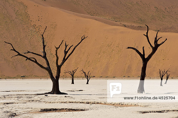 Abgestorbene Akazien in Dead Vlei im Naukluft Nationalpark  Namib  Namibia