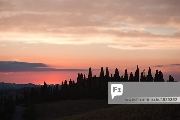 Zypressen bei Sonnenuntergang in der Nähe von Siena  Toskana  Italien