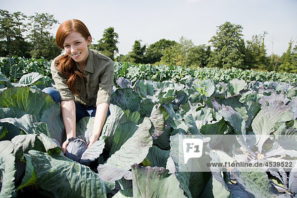 Woman picking cabbages in field