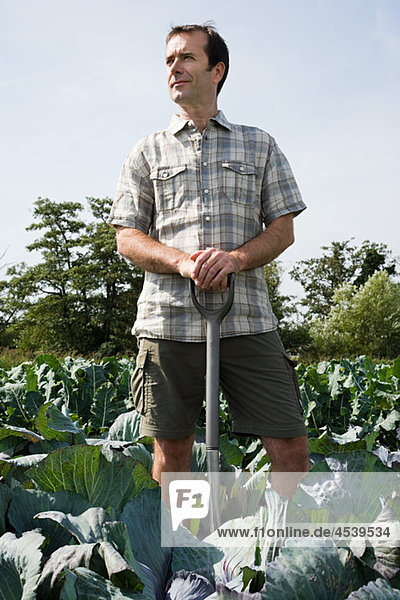 Man standing in cabbage field