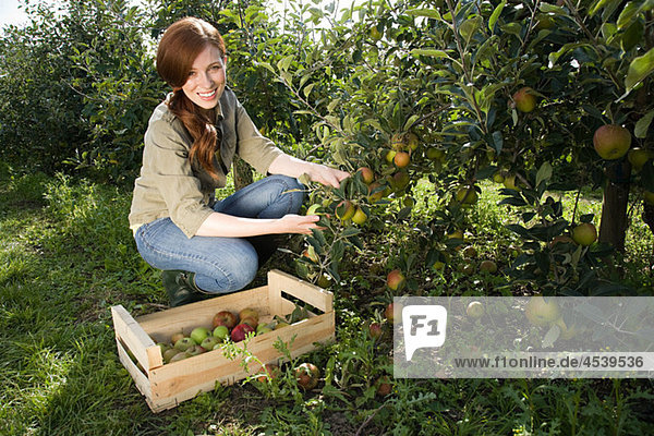 Young woman picking fresh apples