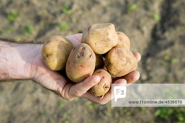 Mann mit Kartoffeln