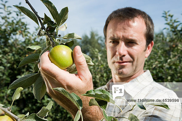 Man picking fresh apples
